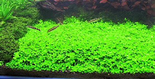 Foreground Potted Live Aquarium Plants | Freshwater Aquatic Plants for Aquariums (Potted Monte Carlo) - color: Potted Monte Carlo