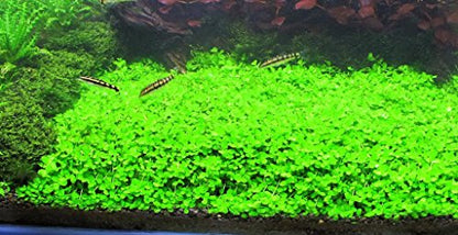 Foreground Potted Live Aquarium Plants | Freshwater Aquatic Plants for Aquariums (Potted Monte Carlo) - color: Potted Monte Carlo