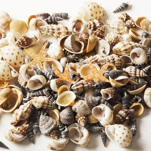 Tiny Mixed Ocean Beach Spiral Seashells &10 Small Starfish - for Fish Tank and Vase Filler, Beach Theme Party, Wedding Decor - DIY Craft Supplies (5-30mm) - size: 5-30mm