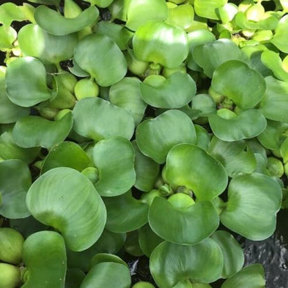 Water Hyacinth Floating Pond Plants Live Aquatic Plant Great for Koi Ponds Flowering and Fast Growing Hyacinths Cannot Ship to Some States (3)