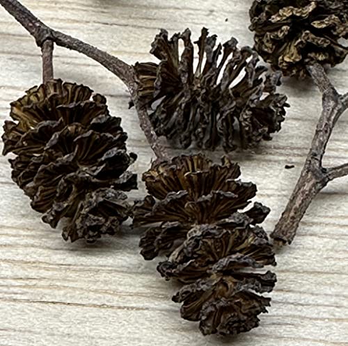 Awesome Aquatic 50 Alder Cones, Blackwater, Betta Shrimp Habitat | Natural tannins Botanicals Softwater Leaf litter Biofilm surface Water enrichment Natural décor Easy to use - size: 50 Pack Alder