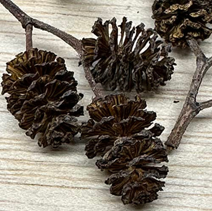 Awesome Aquatic 50 Alder Cones, Blackwater, Betta Shrimp Habitat | Natural tannins Botanicals Softwater Leaf litter Biofilm surface Water enrichment Natural décor Easy to use - size: 50 Pack Alder