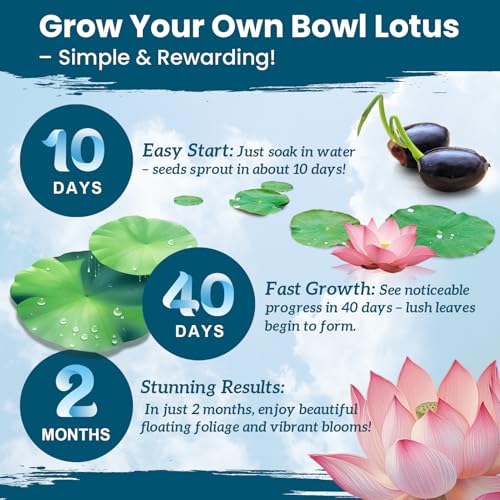 Lotus Seeds for Planting in Water – 160 PCS Mixed Bowl Lotus Seeds, Water Lily & Water Plants for Ponds, Live Pond Plants for Outdoor Ponds, Floating Pond Plants – Indoor Bonsai, Garden, Koi Pond - size: 160pcs Bowl Lotus Seeds for Panting