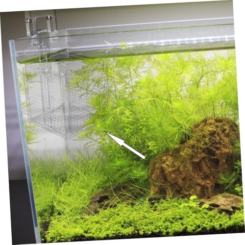 GANAZONO 1set Fish Isolation Box Cups and Hook Acrylic Fish Tank Hatching Incubator for Betta and Shrimp Prevents Design for Easy Feeding and Safe Breeding