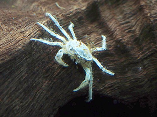 Aquatic Arts 10 Live Freshwater Micro Crabs (Limnopilos naiyanetri) Real Living Nano Tank Pet | Compatible with Dwarf Shrimp and Many Aquarium Fish - style: 10-CRABS