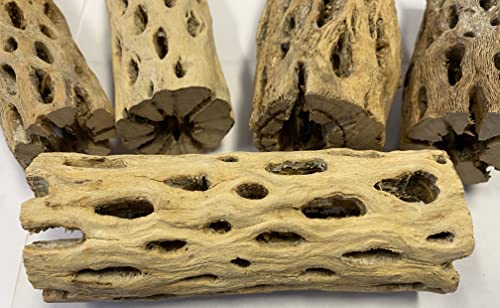 Awesome Aquatic 6 in x 2-3” Thick XL Teddy Bear/Chain Fruit/Buckhorn/Staghorn Cholla Wood Hollow Tube Wood Cactus Skeleton Tubes Thick/Diameter (6 in x 2-3 in Diameter) | XL Hideouts • Hollow tubes • Natural biofilm surface • Secure hideouts • Shrimp plec