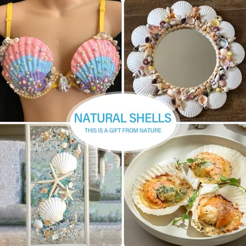 SINKOO 8PCS Large Scallop Shells 4"-5", Natural White Seashells for Crafts | Scallop Shells for Crafts, Painting, Home Wedding Decor