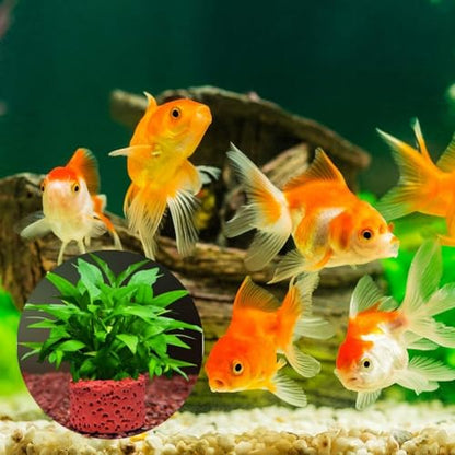 30 Pcs Aquatic Water Plant Fixed Rings, Aquarium Plant Anchors Fish Tank Plant Holder Rings Gravity Ring Fixed Cup, Landscape Ceramic Plant Pot Ring Tool Aquarium Decoration (30)