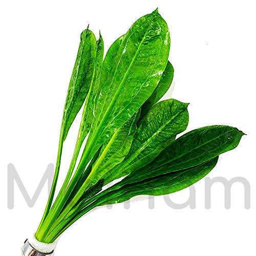 Echinodorus Parviflorus Rosette Amazon Sword Live Aquarium Plant Rooted Bundle for Freshwater Aquatic Tank Decorations by Mainam