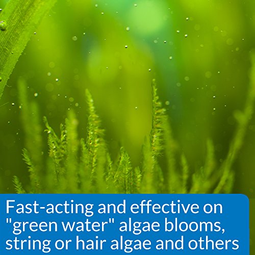 API ALGAEFIX Algae Control 16-Ounce Bottle - size: 16-Ounce