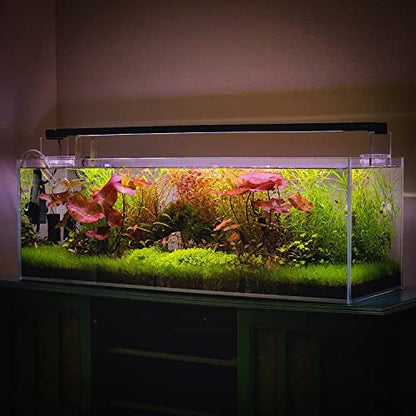Live Plant - Dwarf Hairgrass Eleocharis Belem Tissue Culture Aquatic Live Aquarium Plant - 100% Snail Free in Vitro Cup (Dwarf Hairgrass) - color: Dwarf Hairgrass Eleocharis Belem