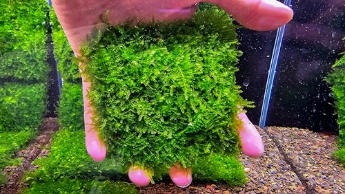 Generic Enchanting Aquatic Moss Collection: Create a Lush Underwater Landscape with Easy-Care Moss Varieties - Perfect for Aquarium Décor and Aquascaping (Mini Taiwan - 3.5inx3.5in Mat) - style: Mini Taiwan - 3inx3in Mat