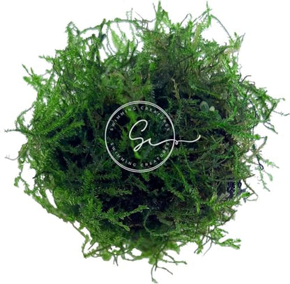 Swimming Creatures™ Live Aquarium Plants (Java Moss (50sq inch Portion)) - color: Java Moss (50sq inch Portion)