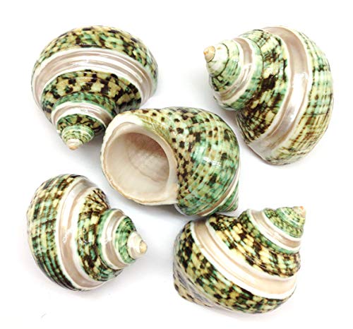 PEPPERLONELY 5PC Green Turbo with Two Pearl Bands, Hermit Crab Sea Shells, 2 Inch Up - color: 12#. Green Turbo Pear, 2 " Up
