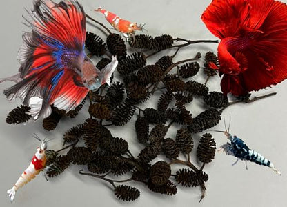 Awesome Aquatic 50 Alder Cones, Blackwater, Betta Shrimp Habitat | Natural tannins Botanicals Softwater Leaf litter Biofilm surface Water enrichment Natural décor Easy to use - size: 50 Pack Alder