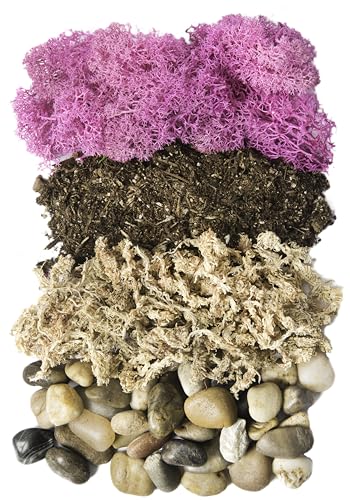 SuperMoss (90412) Terrarium Kit DIY Jar - Newport 32oz - color: Newport