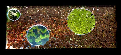 12+ Leaves Water Lettuce (Dwarf) + Invisible Feeding Ring — Live Floating Plant for Aquarium (Pistia stratioes) by Aquarigram - size: Plants + Invisible Feeding Ring (see video)