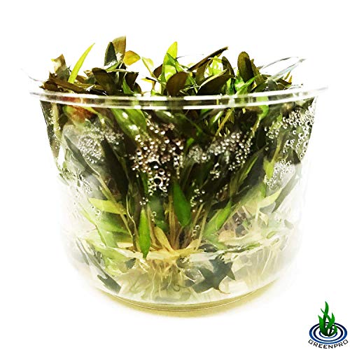 Cryptocoryne Mioya Freshwater Live Aquarium Plant in Tissue Culture Cup for Aquatic Fish Tank Decoration