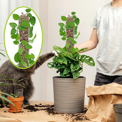 10 Pieces Plastic Moss Pole for Monstera Including 4 Pcs 24 Inch Clear Plant Poles for Indoor Climbing and 6 Pcs 15 Inch D Shape Stackable Plant Support Kit Work with Sphagnum Moss
