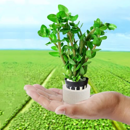 Aquatic Plants Fixed Set 5pcs Aquarium Plant Weights Pot and 5pcs Planting Cup with 5pcs Fixing Cottons Aquarium Accessories (15)