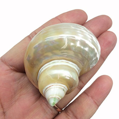 PEPPERLONELY 5PC Pearlized Gold Mouth Turbo, Hermit Crab Sea Shells, 1-1/2 Inch to 2 Inch - color: 9#. Pearlized Turbo, 1.5 ~ 2 "