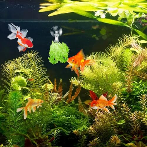 AccEncyc 12Pcs Veggie Clips Aquarium Seaweed Clips Fish Food Holder Wide Mouth Clips Plants Suction Cups Algae Clips for Freshwater and Marine Fish Tank (Plastic) - size: Plastic