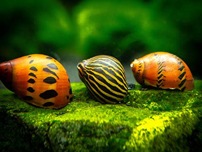 Aquatic Arts Nerite Snail Combo Pack: 5 Zebra, 5 Tiger | Aquarium Background Accessories | Safe in Freshwater Tetra/Betta Fish Tank - size: 5-SNAILS-EACH