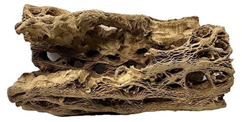 Natural Cholla Wood Chunk Large Air Plant Display Holders Individually Unique Decorative Stands or Holder (Cholla Chunk Large) - style: Cholla Chunk Large