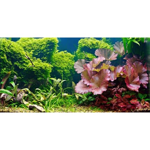 AWERT 48x24 inches Aquatic Plant Aquarium Background River Bed & Lake Fish Tank Background Vinyl - size: 48x24in/120x60cm
