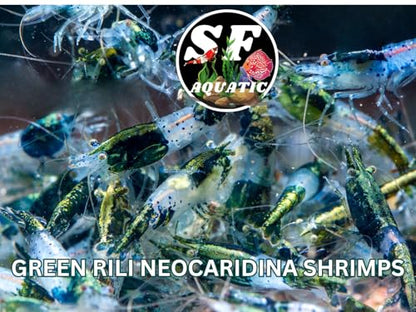 SF Aquatic™ 10 Green Rili High Grade Neocaridina Live Freshwater Aquarium Shrimps Fully Mature Breeding Age. Live Arrival Guarantee. - color: Green Rili, size: 10 Shrimps