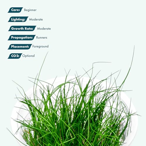 Live Plant - Hairgrass Eleocharis Pusilla Tissue Culture Aquatic Live Aquarium Plant - 100% Snail Free in Vitro Cup (Hairgrass) - color: Hairgrass Eleocharis Pusilla