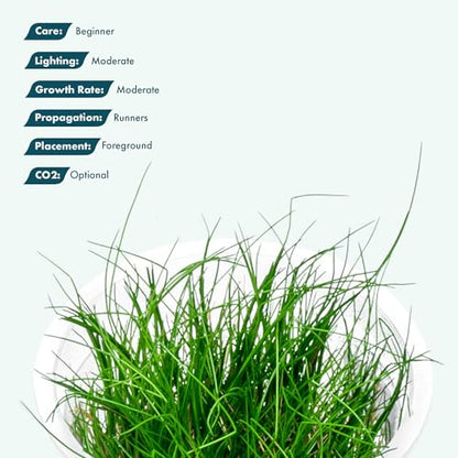 Live Plant - Hairgrass Eleocharis Pusilla Tissue Culture Aquatic Live Aquarium Plant - 100% Snail Free in Vitro Cup (Hairgrass) - color: Hairgrass Eleocharis Pusilla