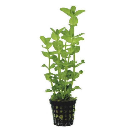 Potted Live Aquarium Plants | Freshwater Aquatic Plants for Aquariums (Moneywort) - color: Moneywort