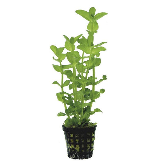Potted Live Aquarium Plants | Freshwater Aquatic Plants for Aquariums (Moneywort) - color: Moneywort