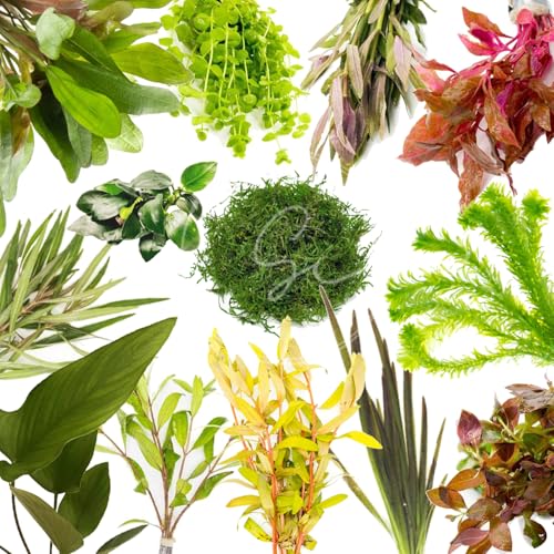 Swimming Creatures™ Live Aquarium Plants (10 Species Bundle) - color: 10 SPECIES BUNDLE