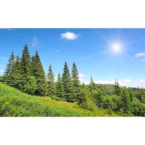 High mountains Aquarium Background Evergreen Spruce Forest Pine Trees Fish Tank Background Scenic Sunrise Summer Mountain Slope Terrarium Backgrounds Green Meadow Reptile Tank Backgrounds 24x12in - color: Blue_Pure Green, size: 24(W)x12(H)in
