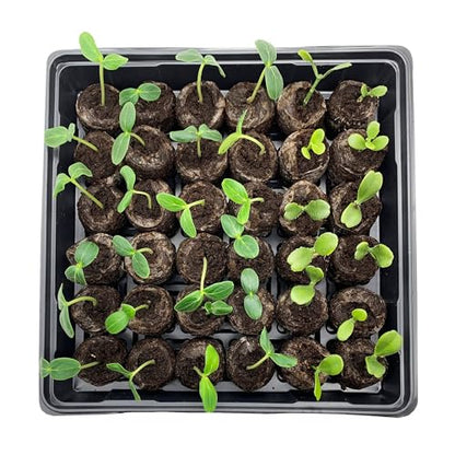 Jiffy Seed Starting Tray Kit - 36 Cell Germination Tray, Portable - 2 Pack, 72 Pellets - Plastic - style: 2 Greenhouse Kit