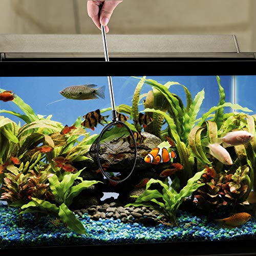 Lpraer Aquarium Fish Net with Extendable Stainless Steel Long Handle Fine Mesh Net for Fish Tank - size: 5 inch
