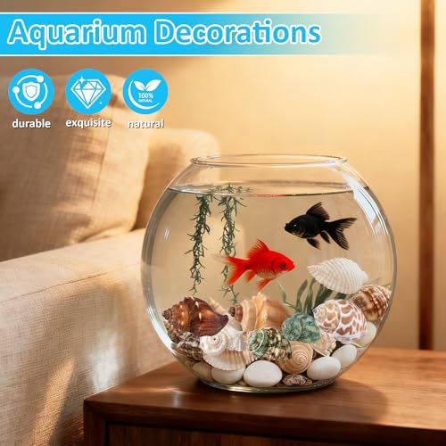 Hermit Crab Shells 40 PCS Natural Sea Conch for Replacement Shells and Small Fish Breeding Houses Conch Size 1-9 cm，Opening Size 0.5-3cm，for DIY Crafting Vase Fillers Party Home Seaside Decoration