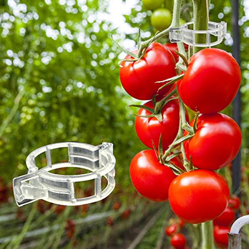 Piteno® 300Pcs Tomato Clips, Plastic Trellis Clips, Plant Support Clips, Grape Vine Tomato Vine Vegetables Plants Garden Support Clips to Grow Upright Makes Plants Healthier - color: Translucent