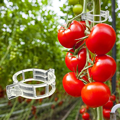 Piteno® 300Pcs Tomato Clips, Plastic Trellis Clips, Plant Support Clips, Grape Vine Tomato Vine Vegetables Plants Garden Support Clips to Grow Upright Makes Plants Healthier - color: Translucent