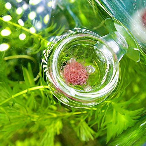 Shrimp Feeding Dish, Transparent Aquarium Feeding Dish with Strong Suction, No Mess Aquarium Glass Feeder for Feeding Shrimp, Fish and Reptiles in Tank, Glass Hole Cup