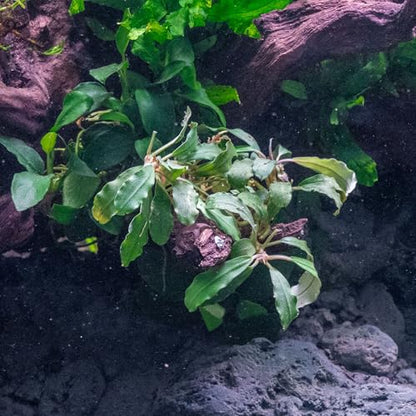 Bucephalandra Rainbow Frost Live Aquarium Plant - Natural Freshwater Fish Tank Decorations and Aquatic Decor (Small Clump (3-5 Plants))