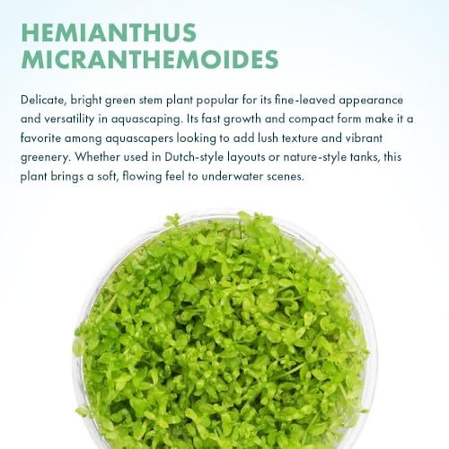Live Plant - Pearl Weed (Hemianthus Micranthemoides) - Medium to High Light Foreground to Midground Carpet Placement for Aquascaping, Bright Green Accent - Tissue Culture, 1 Pack - color: Hemianthus Micranthemoides