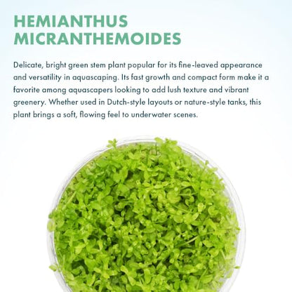 Live Plant - Pearl Weed (Hemianthus Micranthemoides) - Medium to High Light Foreground to Midground Carpet Placement for Aquascaping, Bright Green Accent - Tissue Culture, 1 Pack - color: Hemianthus Micranthemoides