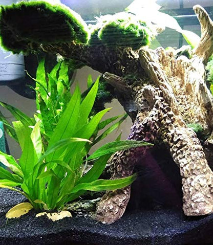 – Amazon Sword Bundle Medium Easy Background Live Aquarium Plant Decorations BUY2GET1FREE