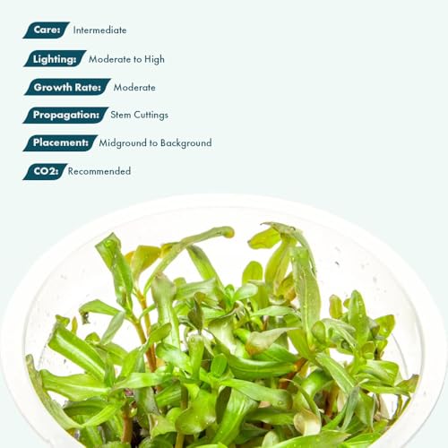 Live Plant - Ammannia Gracillis Tissue Culture Aquatic Live Aquarium Plant - 100% Snail Free in Vitro Cup (Ammannia Gracillis) - color: Ammannia Gracillis