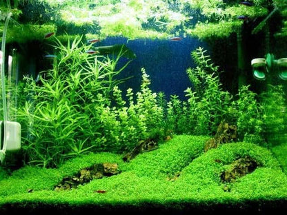 Foreground Potted Live Aquarium Plants | Freshwater Aquatic Plants for Aquariums (Potted Dwarf Baby Tears) - color: Potted Dwarf Baby Tears