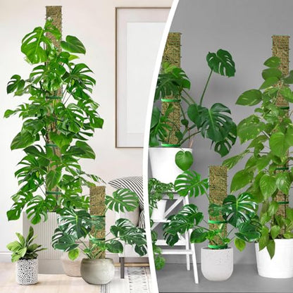 60"/40"/24" Metal Moss Pole, D Shape Sphagnum Moss Pole, Moss Poles for Climbing Plants, Monstera, Indoor Climbing Plants (1 Each of 60" 40" 24") - style: 1 Each of 60" 40" 24"