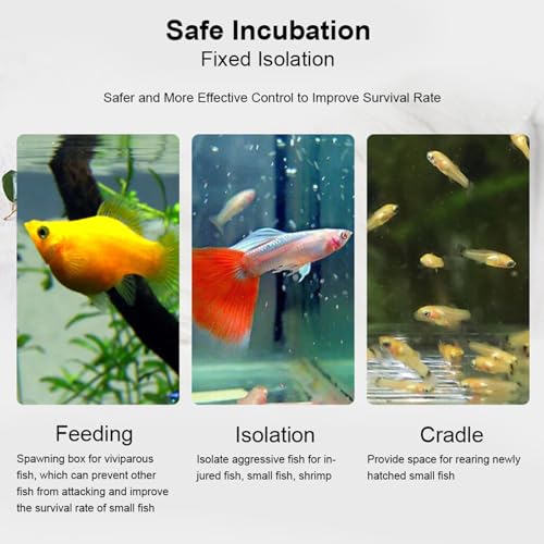 Fish Breeding Box, Transparent Acrylic Fish Isolation Box with Isolation Board, Fish Separator for Aquarium Fish Breeding, Shrimp Clownfish Guppy (30CM*10CM*10CM) - size: 30CM*10CM*10CM
